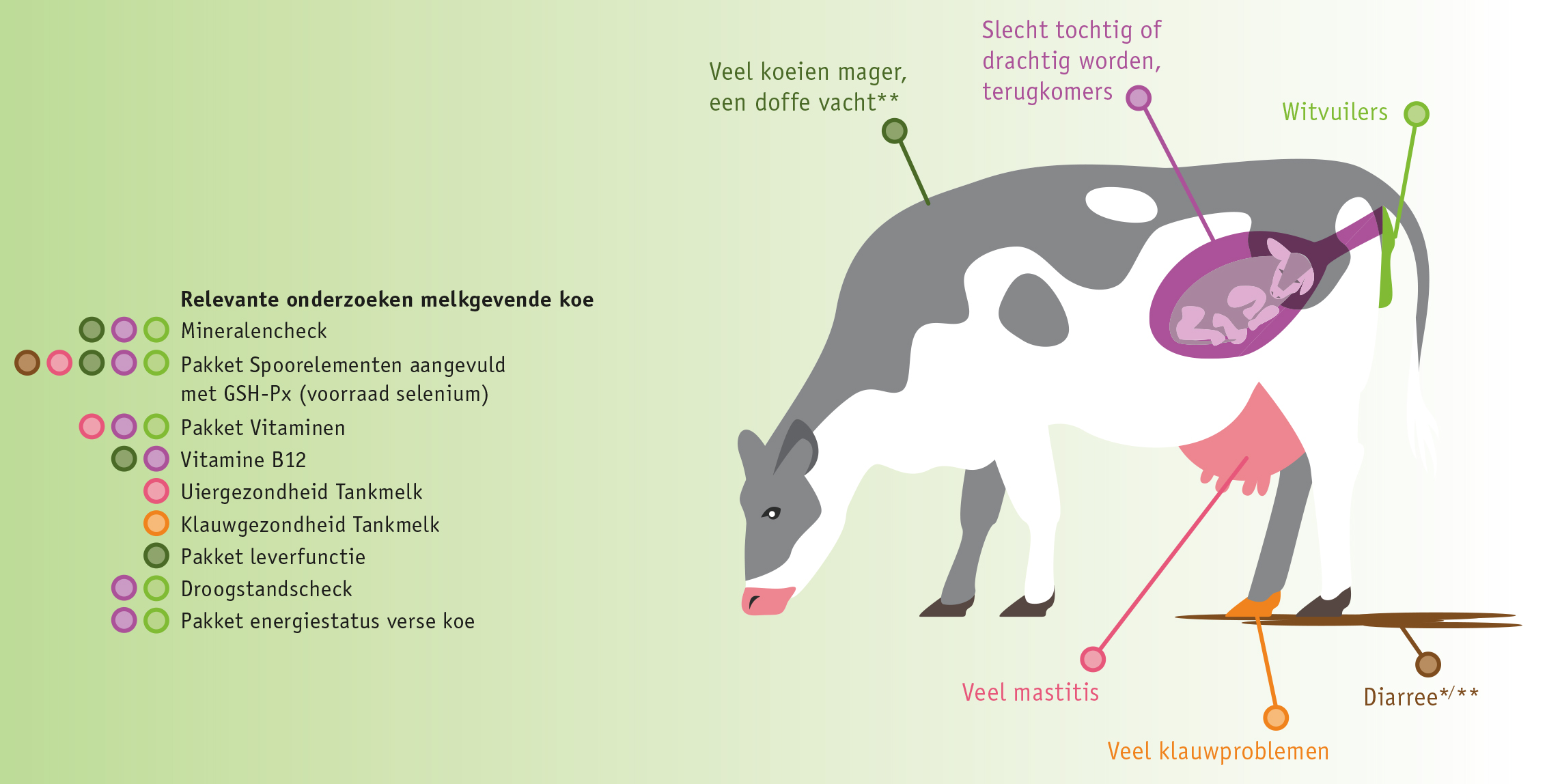 Voedingsonderzoeken melkvee